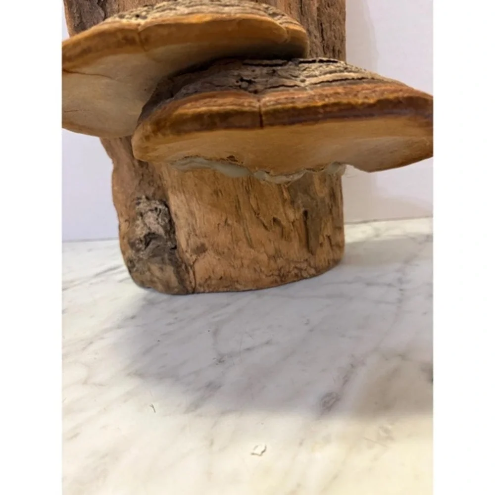 Driftwood with adorable‎ baby owl and mushrooms 14